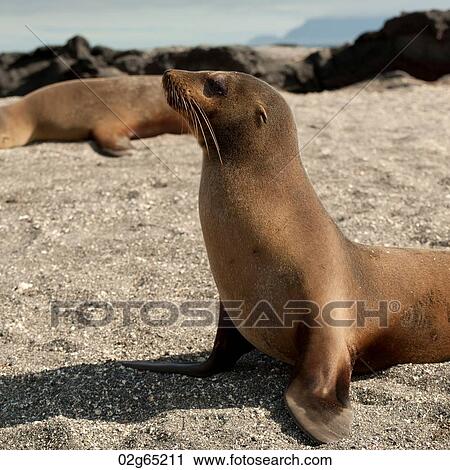 Galapagos sea lions (Zalophus californianus wollebacki), Punta Espinoza, Fernandina Island, Galapagos Islands, Ecuador View Large Photo Image Stock Image - Galapagos sea lions (Zalophus californianus wollebacki), Punta Espinoza, Fernandina Island, Galapagos Islands, Ecuador. Fotosearch