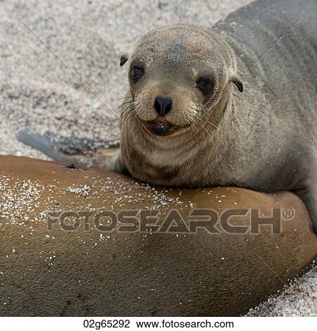 Galapagos sea lions (Zalophus californianus wollebacki), North Seymour Island, Galapagos Islands, Ecuador View Large Photo Image Stock Image - Galapagos sea lions (Zalophus californianus wollebacki), North Seymour Island, Galapagos Islands, Ecuador. Fotosearch