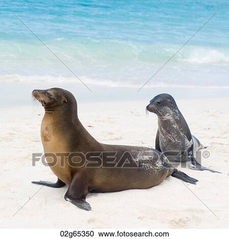 Galapagos sea lions (Zalophus californianus wollebacki), Gardner Bay, Espanola Island, Galapagos Islands, Ecuador View Large Photo Image Stock Image - Galapagos sea lions (Zalophus californianus wollebacki), Gardner Bay, Espanola Island, Galapagos Islands, Ecuador. Fotosearch