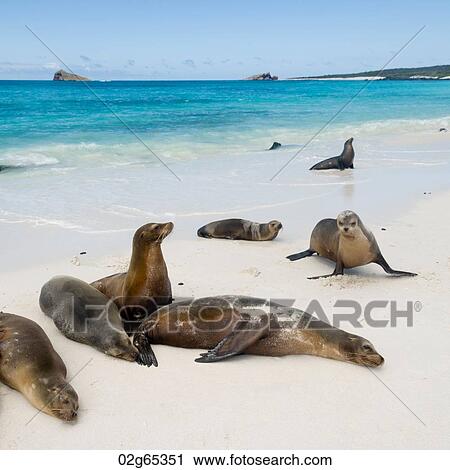 Galapagos sea lions (Zalophus californianus wollebacki), Gardner Bay, Espanola Island, Galapagos Islands, Ecuador View Large Photo Image Stock Image - Galapagos sea lions (Zalophus californianus wollebacki), Gardner Bay, Espanola Island, Galapagos Islands, Ecuador. Fotosearch