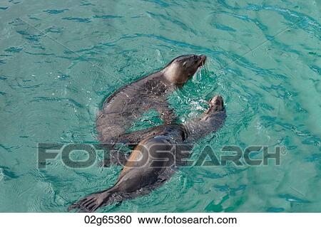 Galapagos sea lions (Zalophus californianus wollebacki), Puerto Baquerizo Moreno, San Cristobal Island, Galapagos Islands, Ecuador View Large Photo Image Stock Image - Galapagos sea lions (Zalophus californianus wollebacki), Puerto Baquerizo Moreno, San Cristobal Island, Galapagos Islands, Ecuador. Fotosearch