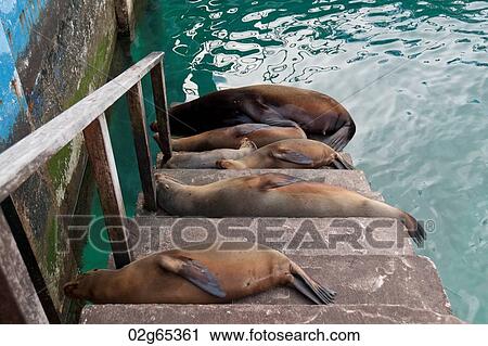 Galapagos sea lions (Zalophus californianus wollebacki) lying on steps, Puerto Baquerizo Moreno, San Cristobal Island, Galapagos Islands, Ecuador View Large Photo Image Stock Image - Galapagos sea lions (Zalophus californianus wollebacki) lying on steps, Puerto Baquerizo Moreno, San Cristobal Island, Galapagos Islands, Ecuador. Fotosearch