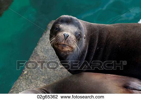 Galapagos sea lions (Zalophus californianus wollebacki), Puerto Baquerizo Moreno, San Cristobal Island, Galapagos Islands, Ecuador View Large Photo Image Stock Image - Galapagos sea lions (Zalophus californianus wollebacki), Puerto Baquerizo Moreno, San Cristobal Island, Galapagos Islands, Ecuador. Fotosearch