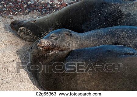 Galapagos sea lions (Zalophus californianus wollebacki), Puerto Baquerizo Moreno, San Cristobal Island, Galapagos Islands, Ecuador View Large Photo Image Stock Image - Galapagos sea lions (Zalophus californianus wollebacki), Puerto Baquerizo Moreno, San Cristobal Island, Galapagos Islands, Ecuador. Fotosearch