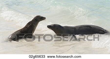 Galapagos sea lions (Zalophus californianus wollebacki) in the ocean, Gardner Bay, Espanola Island, Galapagos Islands, Ecuador View Large Photo Image Stock Image - Galapagos sea lions (Zalophus californianus wollebacki) in the ocean, Gardner Bay, Espanola Island, Galapagos Islands, Ecuador. Fotosearch