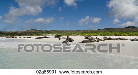 Galapagos sea lions (Zalophus californianus wollebacki) resting on the beach, Gardner Bay, Espanola Island, Galapagos Islands, Ecuador View Large Photo Image Stock Image - Galapagos sea lions (Zalophus californianus wollebacki) resting on the beach, Gardner Bay, Espanola Island, Galapagos Islands, Ecuador. Fotosearch