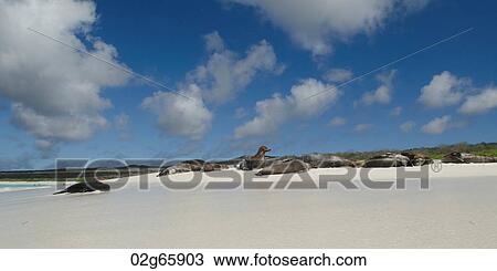 Galapagos sea lions (Zalophus californianus wollebacki) resting on the beach, Gardner Bay, Espanola Island, Galapagos Islands, Ecuador View Large Photo Image Stock Image - Galapagos sea lions (Zalophus californianus wollebacki) resting on the beach, Gardner Bay, Espanola Island, Galapagos Islands, Ecuador. Fotosearch