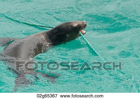 Galapagos sea lions (Zalophus californianus wollebacki), San Cristobal Island, Galapagos Islands, Ecuador View Large Photo Image Stock Photo - Galapagos sea lions (Zalophus californianus wollebacki), San Cristobal Island, Galapagos Islands, Ecuador. Fotosearch