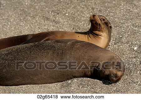 Galapagos sea lions (Zalophus californianus wollebacki), Punta Espinoza, Fernandina Island, Galapagos Islands, Ecuador View Large Photo Image Stock Photo - Galapagos sea lions (Zalophus californianus wollebacki), Punta Espinoza, Fernandina Island, Galapagos Islands, Ecuador. Fotosearch