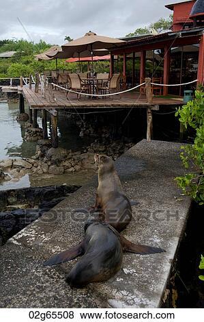 Galapagos sea lions (Zalophus californianus wollebacki), Santa Cruz Island, Galapagos Islands, Ecuador View Large Photo Image Stock Photo - Galapagos sea lions (Zalophus californianus wollebacki), Santa Cruz Island, Galapagos Islands, Ecuador. Fotosearch