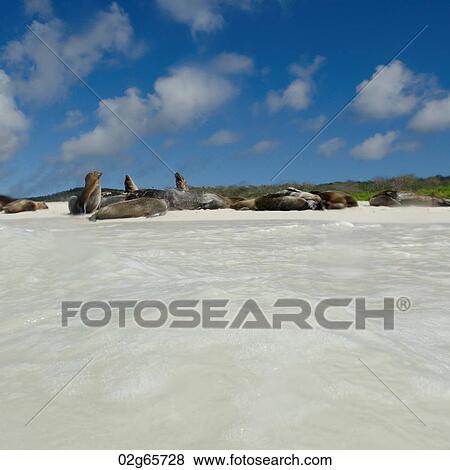Galapagos sea lions (Zalophus californianus wollebacki) resting on the beach, San Cristobal Island, Galapagos Islands, Ecuador View Large Photo Image Stock Photo - Galapagos sea lions (Zalophus californianus wollebacki) resting on the beach, San Cristobal Island, Galapagos Islands, Ecuador. Fotosearch