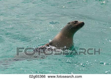 Galapagos sea lions (Zalophus californianus wollebacki), San Cristobal Island, Galapagos Islands, Ecuador View Large Photo Image Stock Photograph - Galapagos sea lions (Zalophus californianus wollebacki), San Cristobal Island, Galapagos Islands, Ecuador. Fotosearch