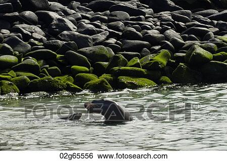 Galapagos sea lions (Zalophus californianus wollebacki), Punta Suarez, Espanola Island, Galapagos Islands, Ecuador View Large Photo Image Stock Photograph - Galapagos sea lions (Zalophus californianus wollebacki), Punta Suarez, Espanola Island, Galapagos Islands, Ecuador. Fotosearch