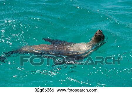 Galapagos sea lions (Zalophus californianus wollebacki), San Cristobal Island, Galapagos Islands, Ecuador View Large Photo Image Stock Photography - Galapagos sea lions (Zalophus californianus wollebacki), San Cristobal Island, Galapagos Islands, Ecuador. Fotosearch
