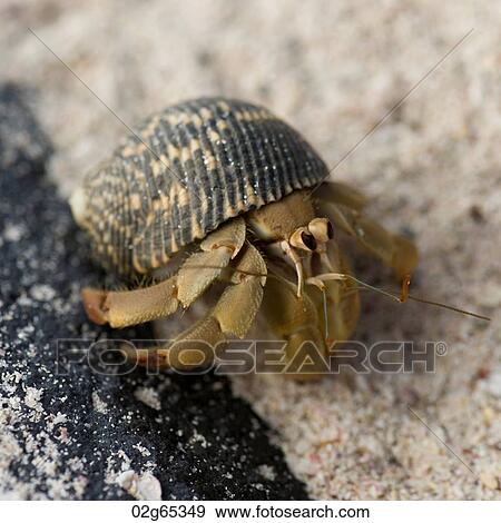 Galapagos snail, Punta Suarez, Espanola Island, Galapagos Islands, Ecuador View Large Photo Image Stock Photo - Galapagos snail, Punta Suarez, Espanola Island, Galapagos Islands, Ecuador. Fotosearch