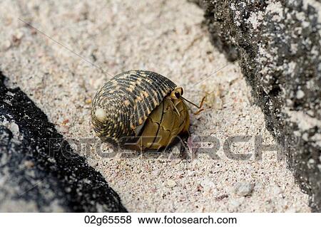 Galapagos snail, Punta Suarez, Espanola Island, Galapagos Islands, Ecuador View Large Photo Image Stock Photo - Galapagos snail, Punta Suarez, Espanola Island, Galapagos Islands, Ecuador. Fotosearch