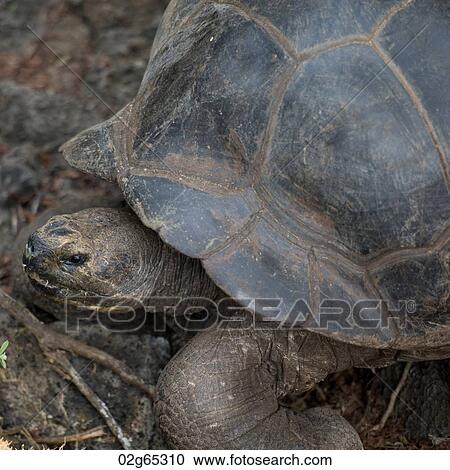 Giant tortoise, Charles Darwin Research Station, Santa Cruz Island, Galapagos Islands, Ecuador View Large Photo Image Stock Image - Giant tortoise, Charles Darwin Research Station, Santa Cruz Island, Galapagos Islands, Ecuador. Fotosearch