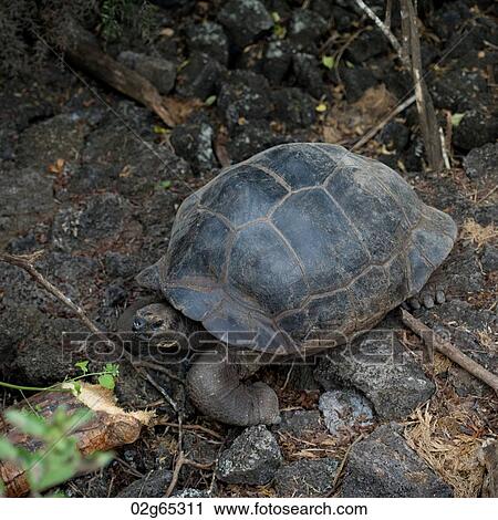 Stock Image - Giant tortoise, Charles Darwin Research Station, Santa Cruz Island, Galapagos Islands, Ecuador. Fotosearch