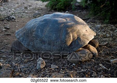 Giant tortoise in a forest, Charles Darwin Research Station, Puerto Ayora, Santa Cruz Island, Galapagos Islands, Ecuador View Large Photo Image Stock Image - Giant tortoise in a forest, Charles Darwin Research Station, Puerto Ayora, Santa Cruz Island, Galapagos Islands, Ecuador. Fotosearch
