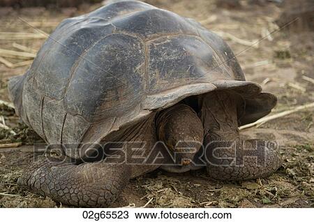 Giant tortoise in a forest, Charles Darwin Research Station, Puerto Ayora, Santa Cruz Island, Galapagos Islands, Ecuador View Large Photo Image Stock Image - Giant tortoise in a forest, Charles Darwin Research Station, Puerto Ayora, Santa Cruz Island, Galapagos Islands, Ecuador. Fotosearch