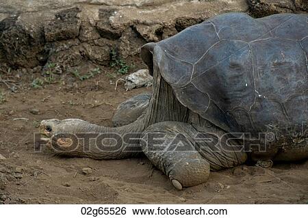 Stock Photograph - Giant tortoise in a forest, Charles Darwin Research Station, Puerto Ayora, Santa Cruz Island, Galapagos Islands, Ecuador. Fotosearch