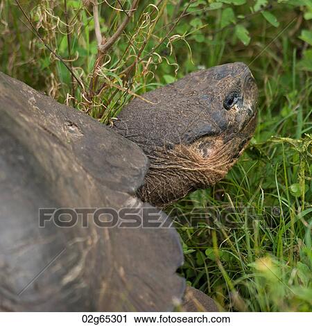 Stock Image - Giant tortoise, Santa Cruz Island, Galapagos Islands, Ecuador. Fotosearch