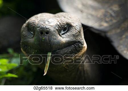 Stock Photo - Giant tortoise, Santa Cruz Island, Galapagos Islands, Ecuador. Fotosearch