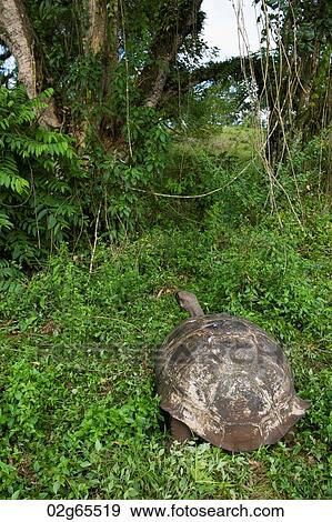 Giant tortoise, Santa Cruz Island, Galapagos Islands, Ecuador View Large Photo Image Stock Photo - Giant tortoise, Santa Cruz Island, Galapagos Islands, Ecuador. Fotosearch