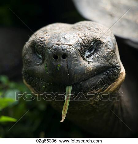 Giant tortoise, Santa Cruz Island, Galapagos Islands, Ecuador View Large Photo Image Stock Photograph - Giant tortoise, Santa Cruz Island, Galapagos Islands, Ecuador. Fotosearch