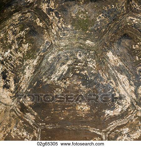 Giant tortoise, Santa Cruz Island, Galapagos Islands, Ecuador View Large Photo Image Stock Photography - Giant tortoise, Santa Cruz Island, Galapagos Islands, Ecuador. Fotosearch