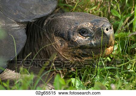 Stock Photography - Giant tortoise, Santa Cruz Island, Galapagos Islands, Ecuador. Fotosearch