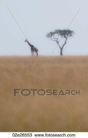 Giraffe by tree in Kenya View Large Photo Image Stock Image - Giraffe by tree in Kenya. Fotosearch