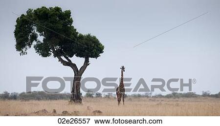 Giraffe by tree in Kenya View Large Photo Image Stock Photo - Giraffe by tree in Kenya. Fotosearch