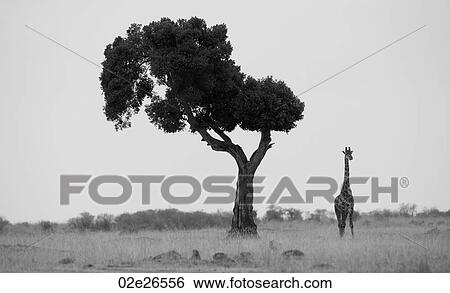 Giraffe by tree in Kenya View Large Photo Image Stock Photograph - Giraffe by tree in Kenya. Fotosearch
