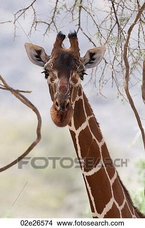 Giraffe wildlife in Kenya View Large Photo Image Picture - Giraffe wildlife in Kenya. Fotosearch
