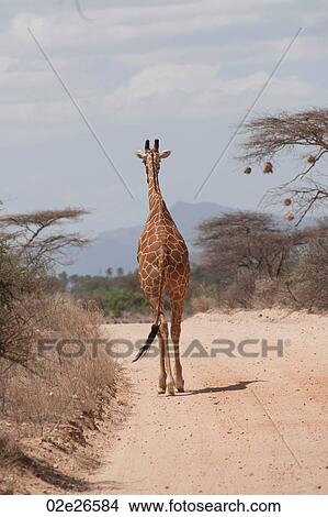 Giraffe wildlife in Kenya View Large Photo Image Picture - Giraffe wildlife in Kenya. Fotosearch