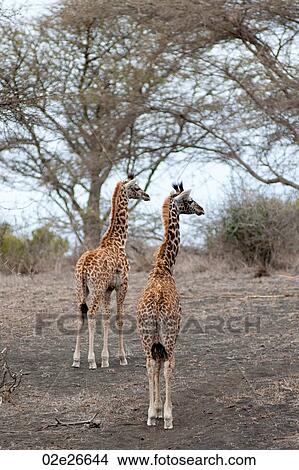 Giraffe wildlife in Kenya View Large Photo Image Picture - Giraffe wildlife in Kenya. Fotosearch