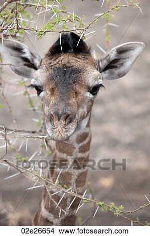 Giraffe wildlife in Kenya View Large Photo Image Picture - Giraffe wildlife in Kenya. Fotosearch