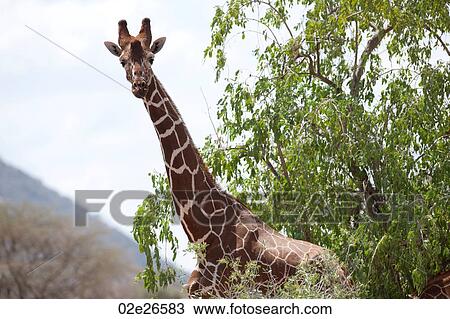 Giraffe wildlife in Kenya View Large Photo Image Stock Image - Giraffe wildlife in Kenya. Fotosearch