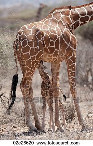 Giraffe wildlife in Kenya View Large Photo Image Stock Image - Giraffe wildlife in Kenya. Fotosearch
