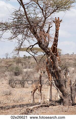 Giraffe wildlife in Kenya View Large Photo Image Stock Image - Giraffe wildlife in Kenya. Fotosearch