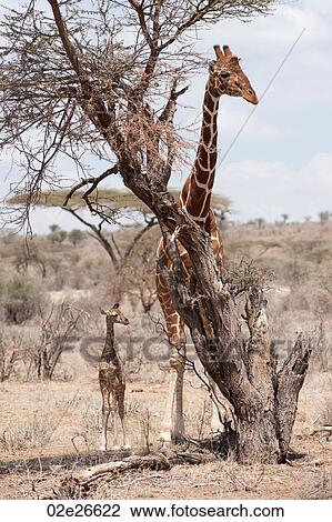 Giraffe wildlife in Kenya View Large Photo Image Stock Image - Giraffe wildlife in Kenya. Fotosearch