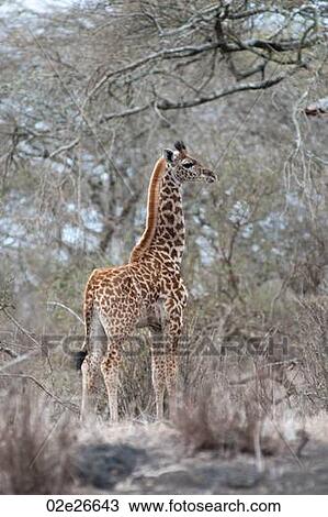 Giraffe wildlife in Kenya View Large Photo Image Stock Image - Giraffe wildlife in Kenya. Fotosearch
