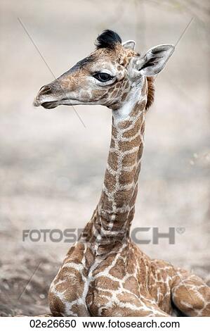 Giraffe wildlife in Kenya View Large Photo Image Stock Image - Giraffe wildlife in Kenya. Fotosearch