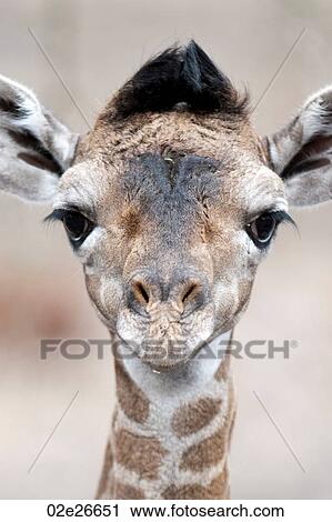 Giraffe wildlife in Kenya View Large Photo Image Stock Image - Giraffe wildlife in Kenya. Fotosearch