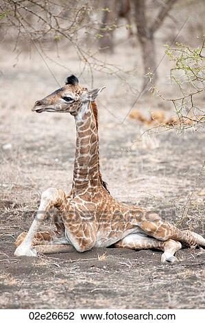 Giraffe wildlife in Kenya View Large Photo Image Stock Image - Giraffe wildlife in Kenya. Fotosearch