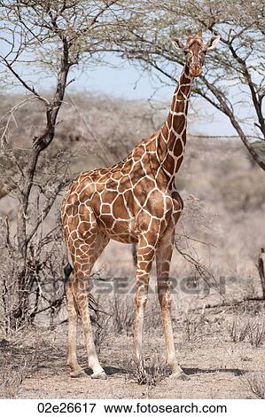 Giraffe wildlife in Kenya View Large Photo Image Stock Photo - Giraffe wildlife in Kenya. Fotosearch