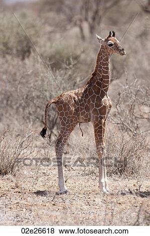 Giraffe wildlife in Kenya View Large Photo Image Stock Photo - Giraffe wildlife in Kenya. Fotosearch