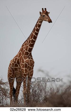 Giraffe wildlife in Kenya View Large Photo Image Stock Photo - Giraffe wildlife in Kenya. Fotosearch