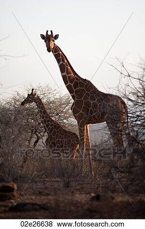 Giraffe wildlife in Kenya View Large Photo Image Stock Photo - Giraffe wildlife in Kenya. Fotosearch